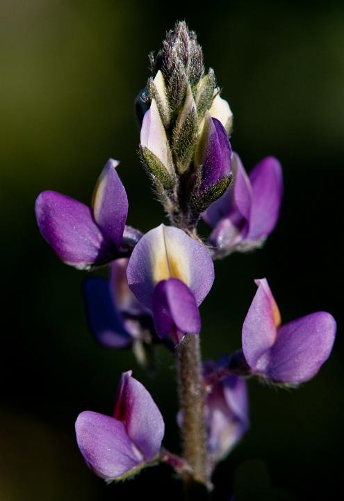 Arizona Lupine, Lupinus arizonicus 0844.jpg - Copyright 2010 DonJacobson